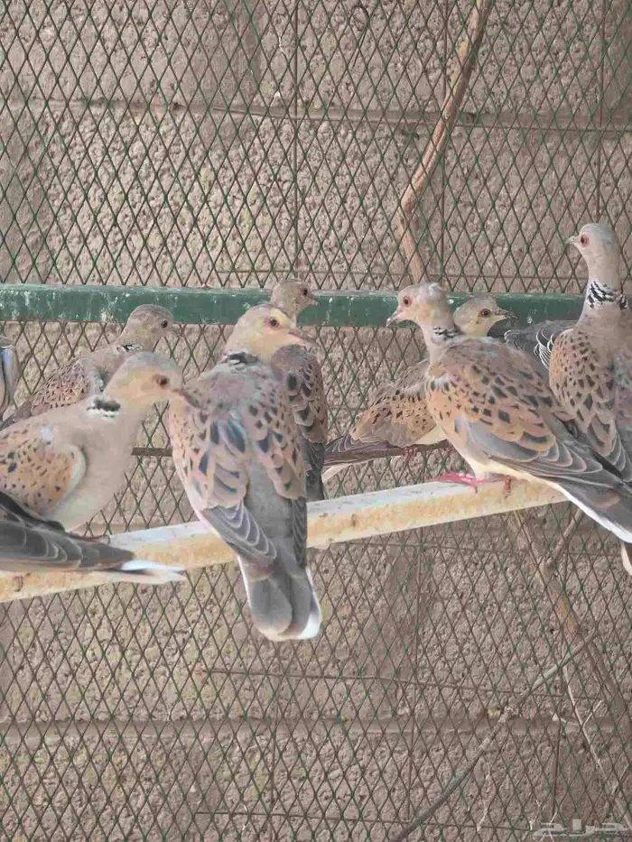 قميري للبيع 0