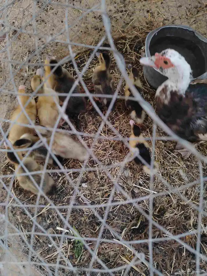 بطه مع فروخها 4