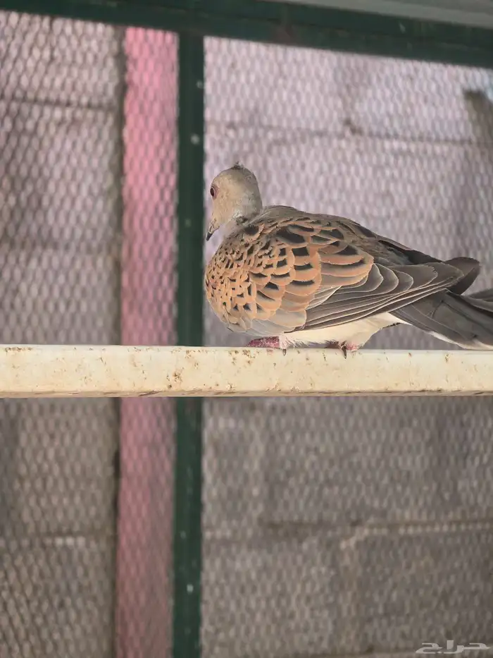 قميري للبيع 1