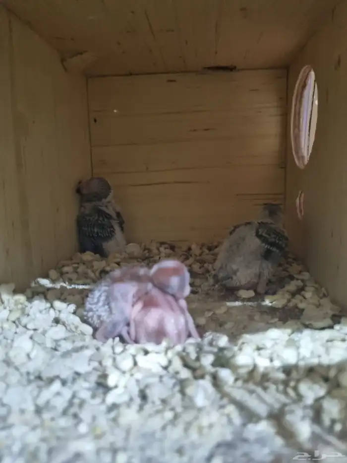 جوز بادجي انجليزي منتج 8