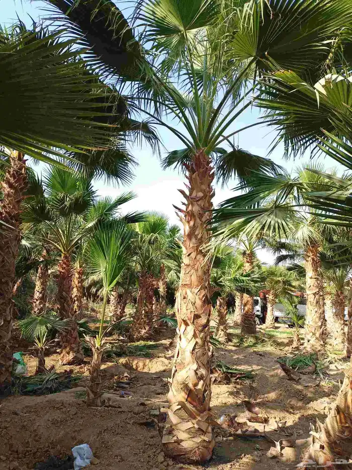 نخل واشنطني باقل سعر 0