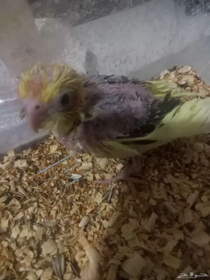 ثلاثة فروخ كروان..فخمة 7