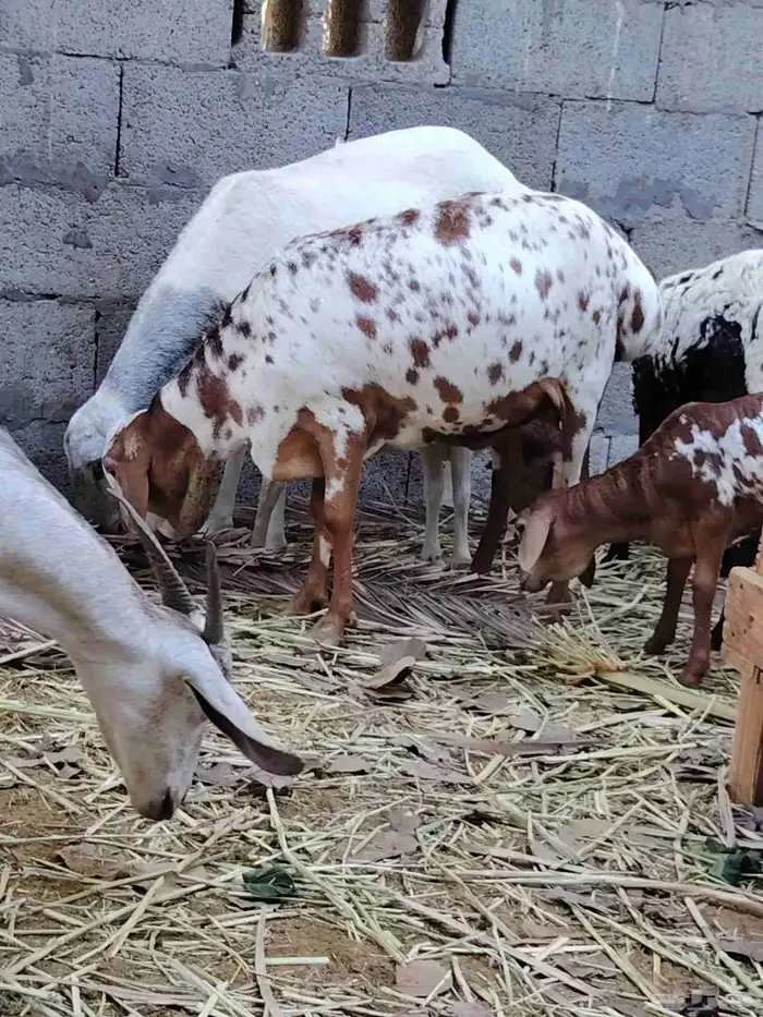 رخلة برابر للبيع 3