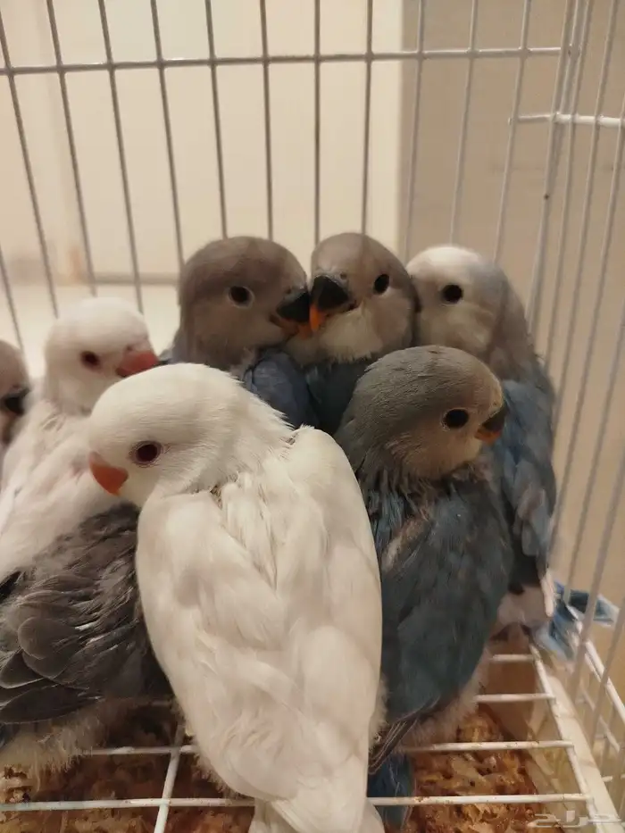 فروخ روز البينو تركواز فايلوت قريب فطام غر بشراهه 1