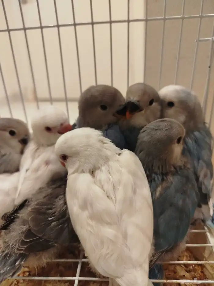 فروخ روز البينو تركواز فايلوت قريب فطام غر بشراهه 2