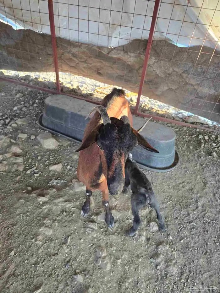 للبيع عنز محايليه دهما بولدها 2