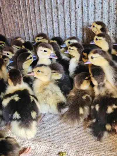 للبيع صوص بح وبكين index