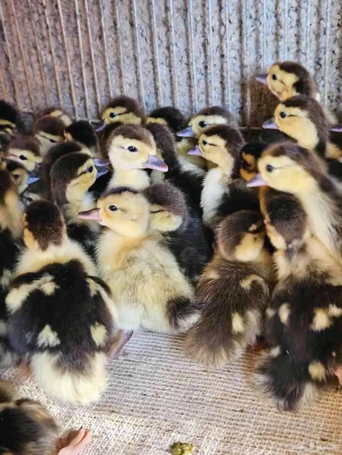 للبيع صوص بح وبكين 4