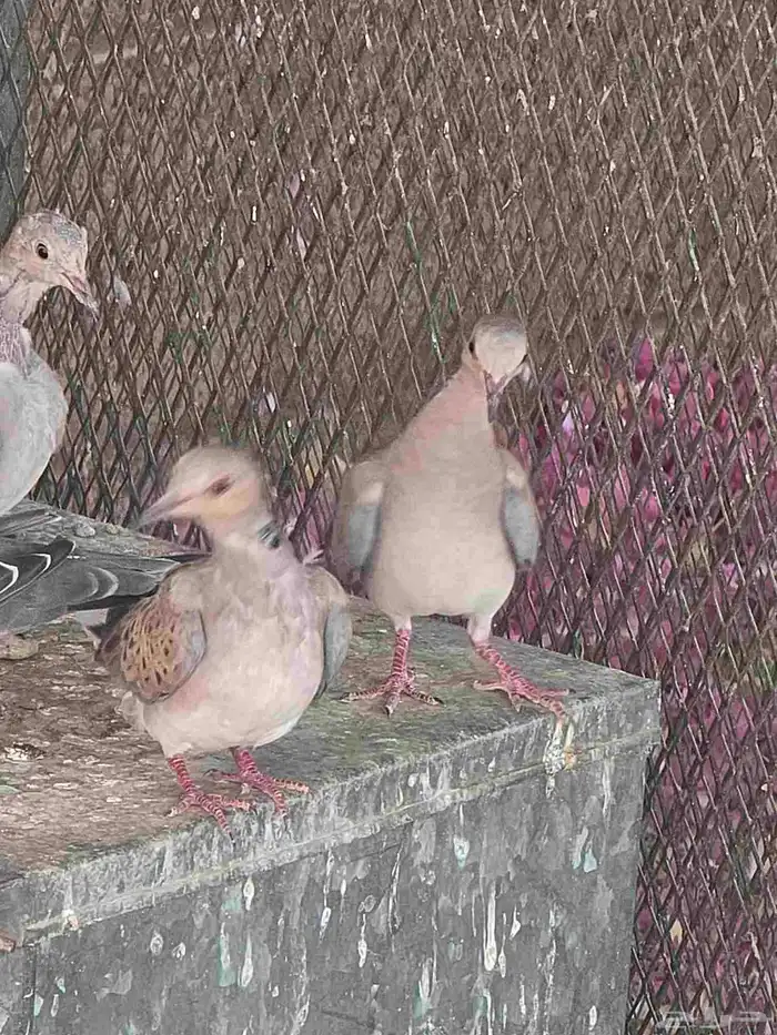 قميري للبيع 7