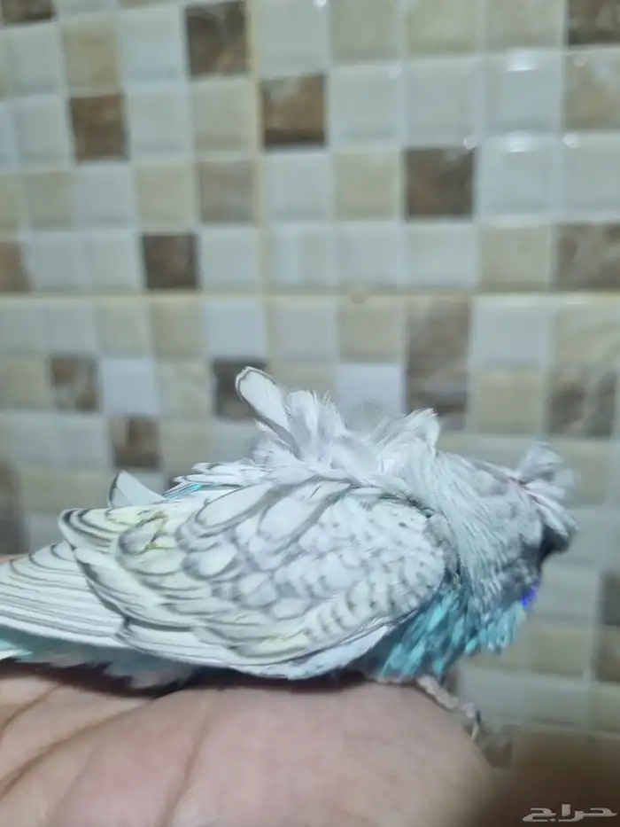 فرخ هوقو اليف 4