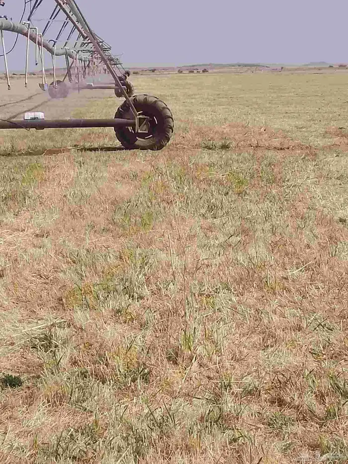 رشاش ستت أبراج الايجار الموقع غرب عيينه بقي التفصيل اتصال 1