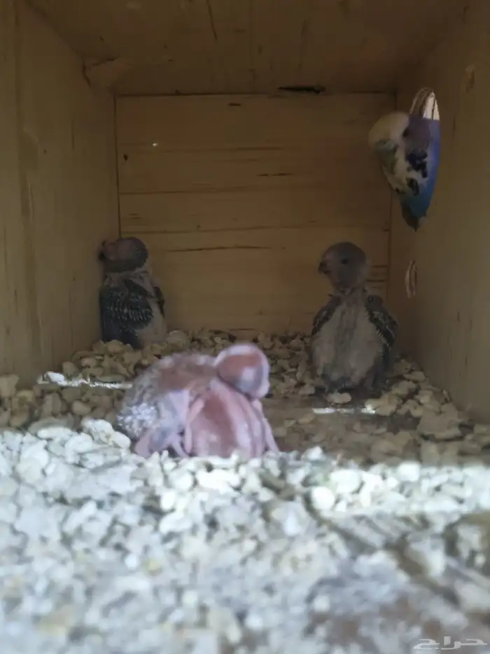 جوز بادجي انجليزي منتج 6