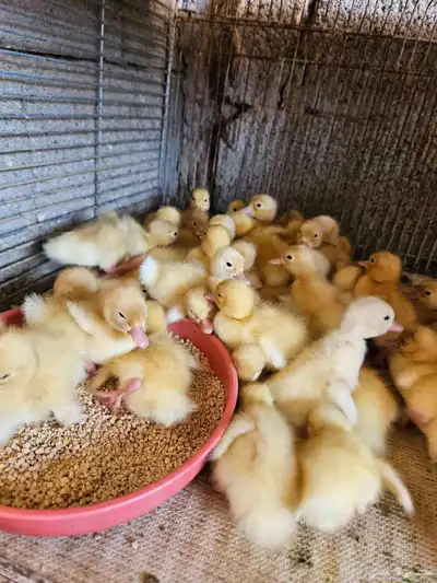 للبيع صوص بح وبكين index