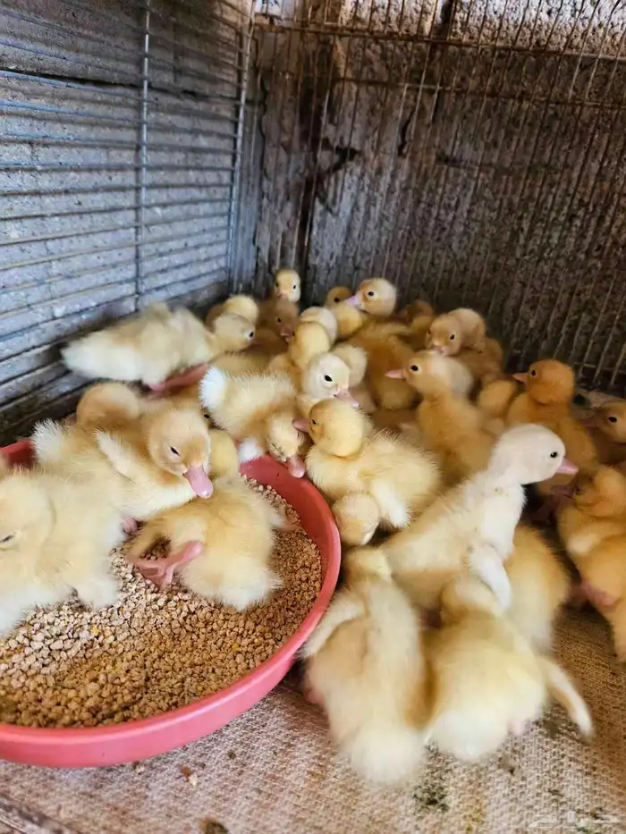 للبيع صوص بح وبكين 0