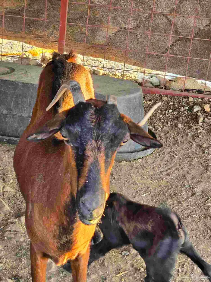 للبيع عنز محايليه دهما بولدها 3