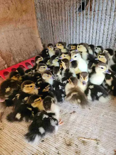 للبيع صوص بح وبكين index