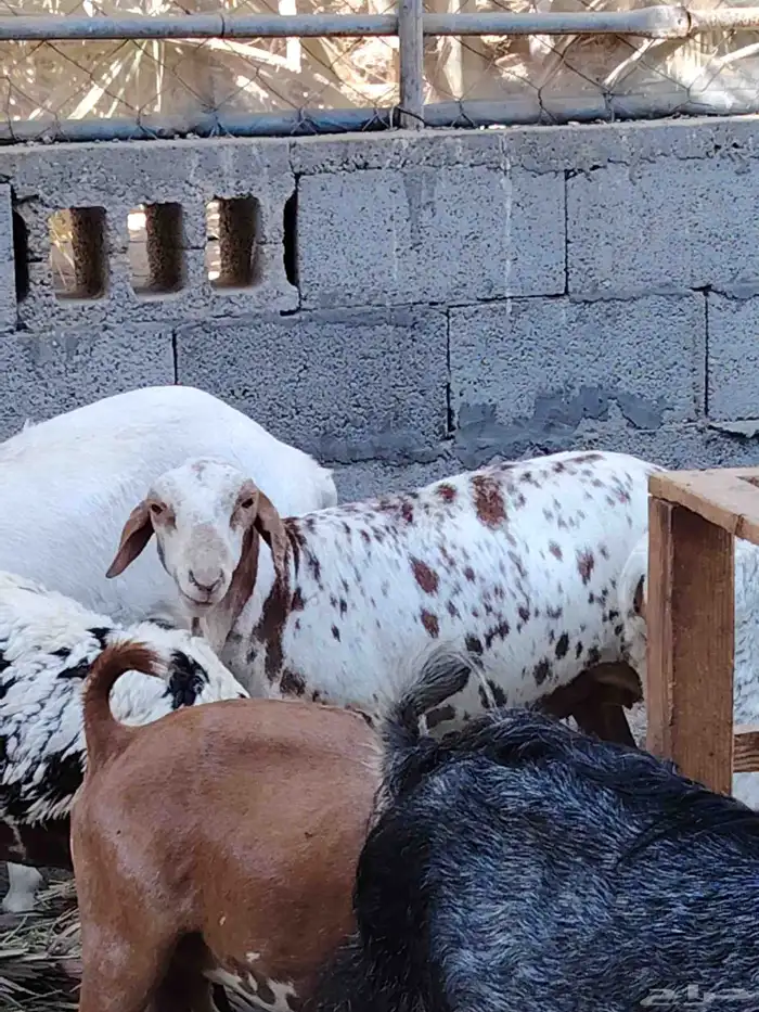 رخلة برابر للبيع 0