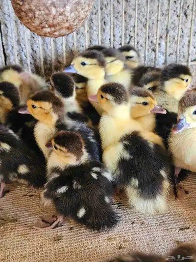 للبيع صوص بح وبكين index