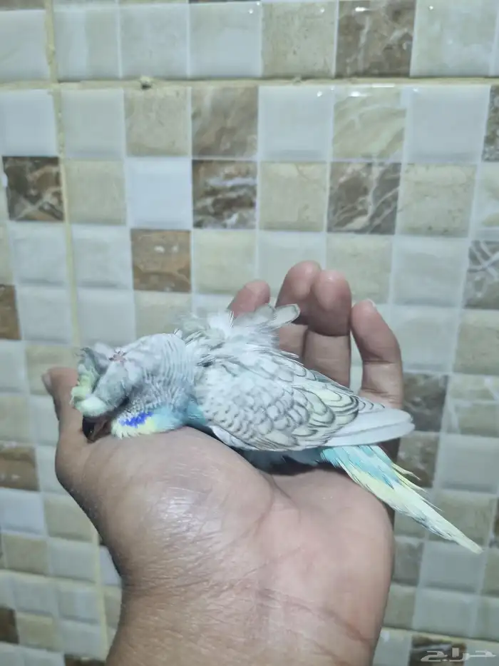 فرخ هوقو اليف 2