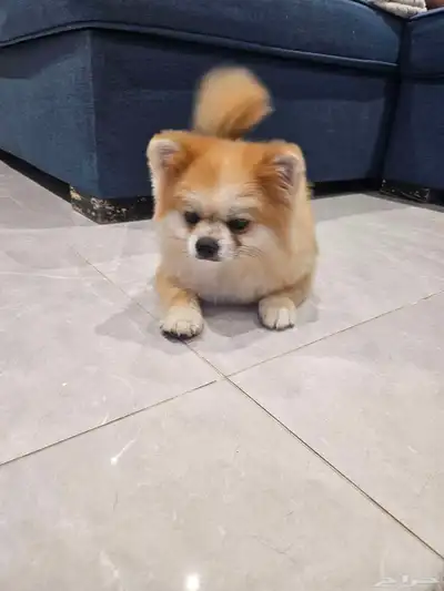 انثى كلب بوميرنيان index