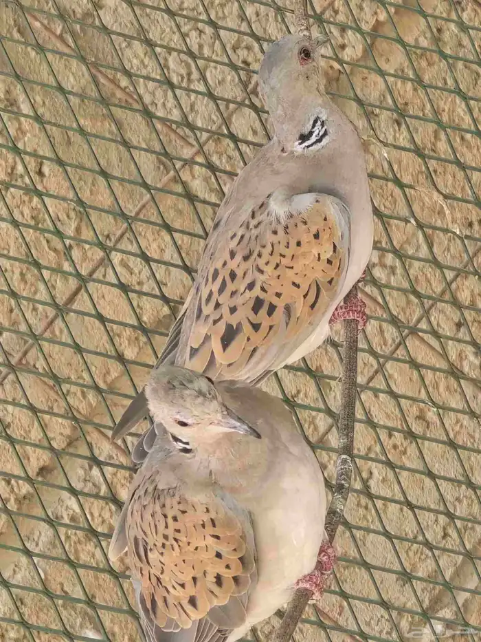 قميري للبيع 6