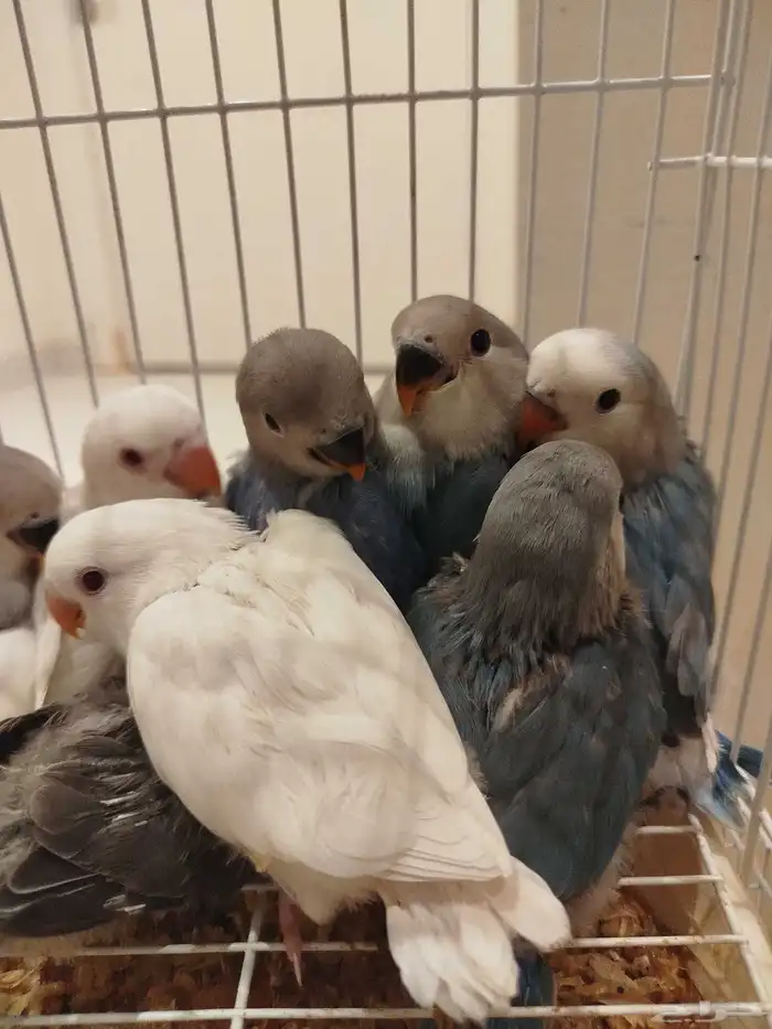 فروخ روز البينو تركواز فايلوت قريب فطام غر بشراهه 0