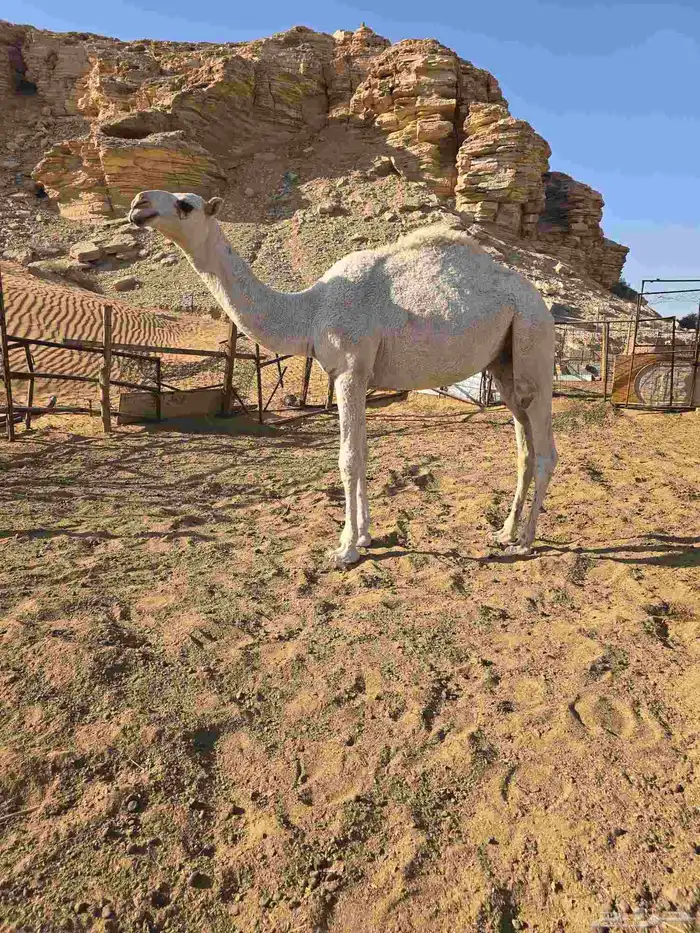 قعود مزيون اوضح ابو بعير ال ابو حيد المسلم برك 2