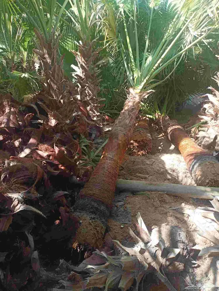 نخل واشنطني باقل سعر 1