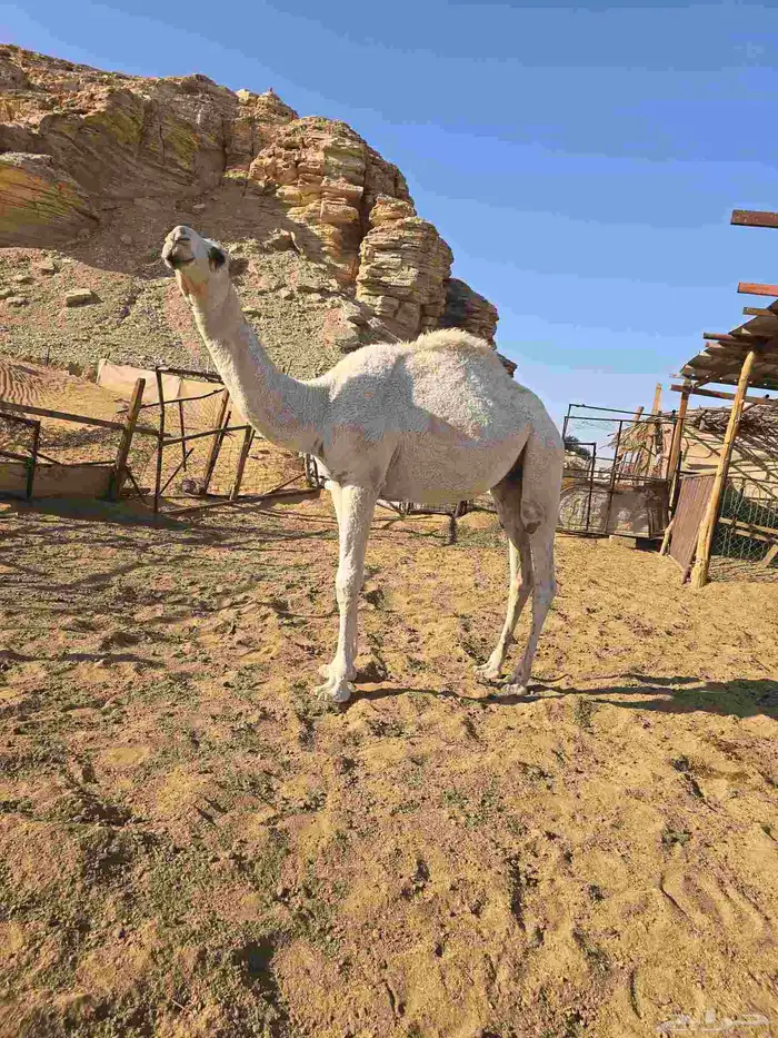 قعود مزيون اوضح ابو بعير ال ابو حيد المسلم برك 1