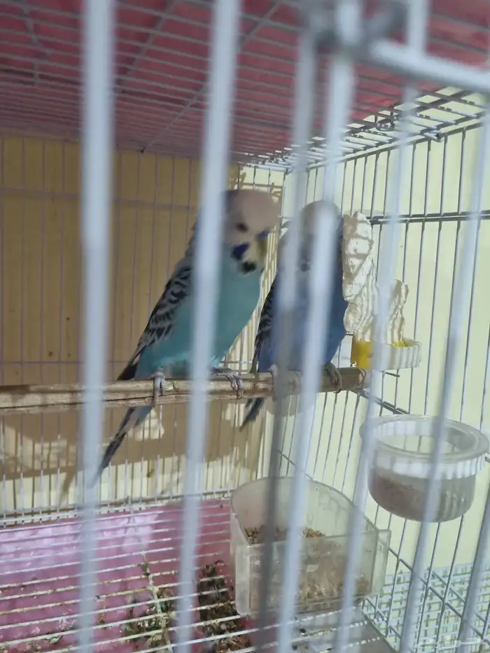 جوز بادجي انجليزي منتج 5