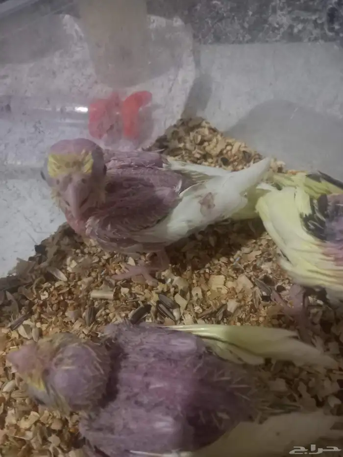 ثلاثة فروخ كروان..فخمة 10