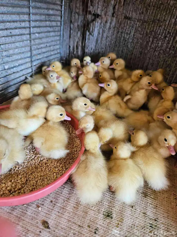 للبيع صوص بح وبكين 1