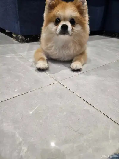 انثى كلب بوميرنيان index