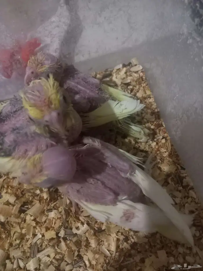 ثلاثة فروخ كروان..فخمة 3