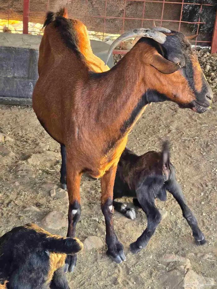 للبيع عنز محايليه دهما بولدها 0