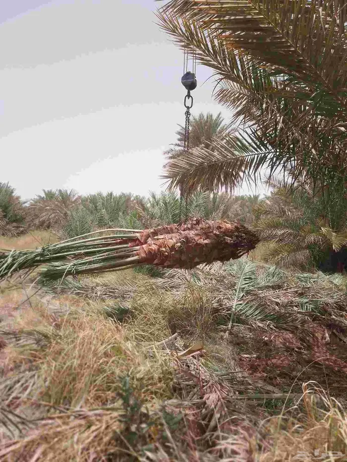 نخل للبيع مثمر خلاص سكري شيشي هلالي مجدول صقعي منيفي مسكاني 8