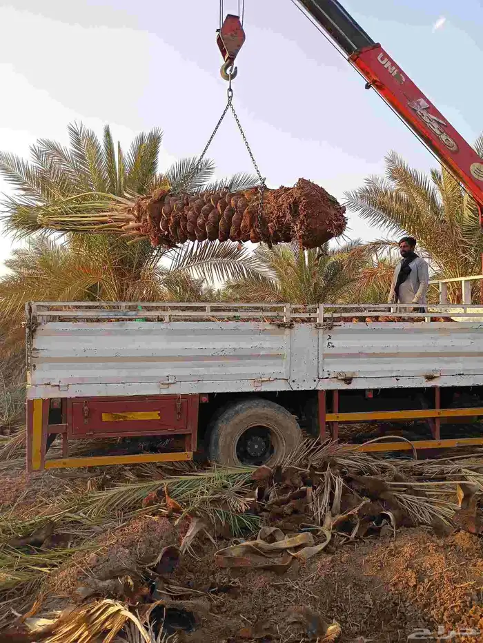 يوجد لدينا صقعي فاخر من متر ونص الا مترين 1