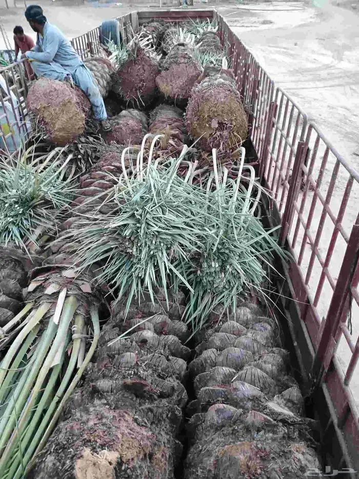 يوجد لدينا صقعي فاخر من متر ونص الا مترين 0