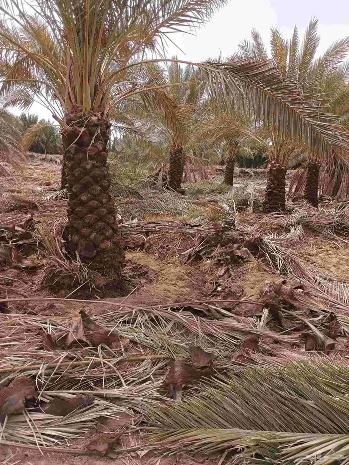 يوجد لدينا صقعي فاخر من متر ونص الا مترين 3