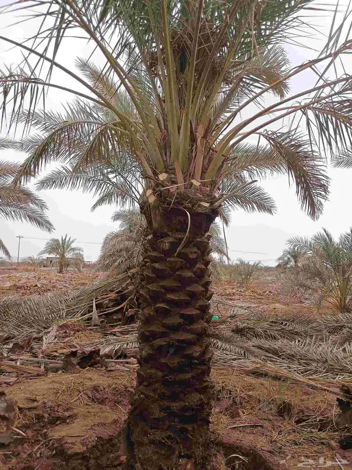 يوجد لدينا صقعي فاخر من متر ونص الا مترين 2