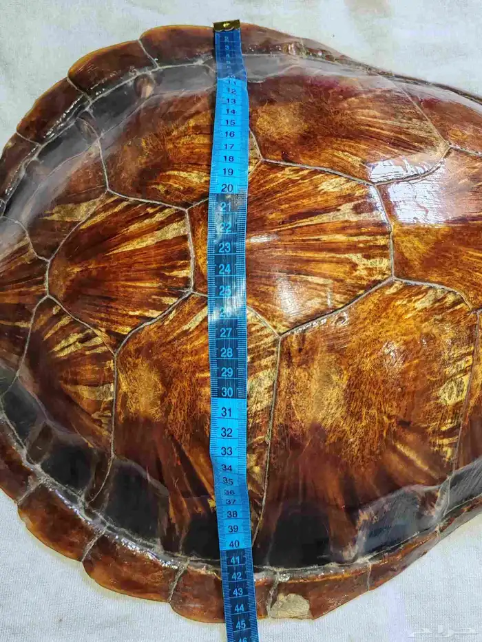 ظهر سلحفاة طبيعي 3