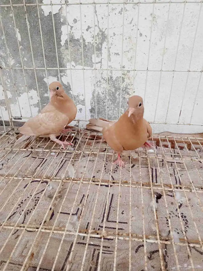 حمام صنعاني وصنعاوي 0