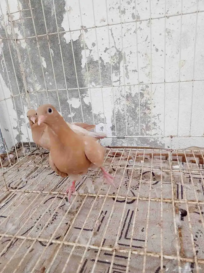 حمام صنعاني وصنعاوي 3