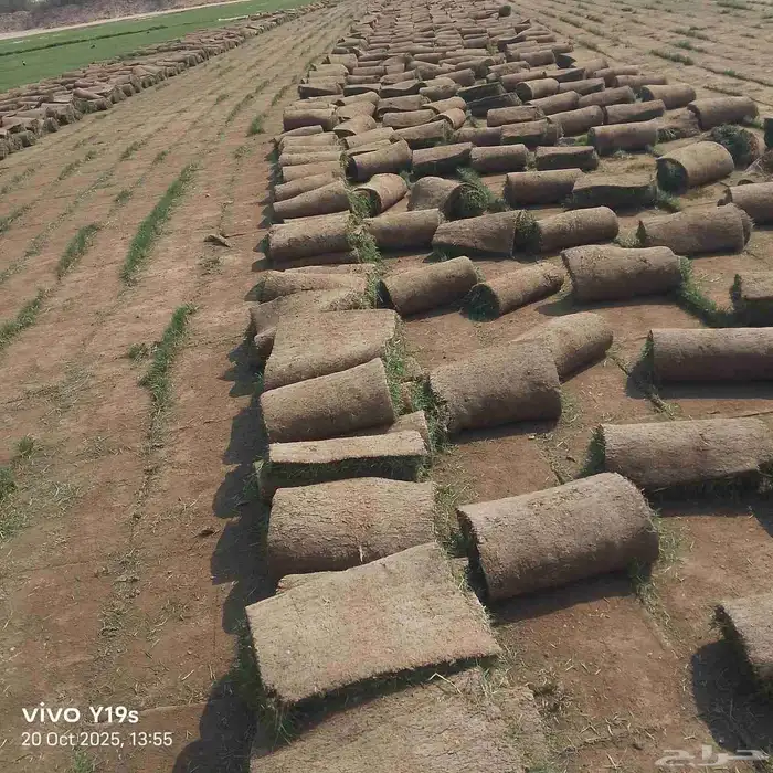 نجيل طبيعي c2000 1