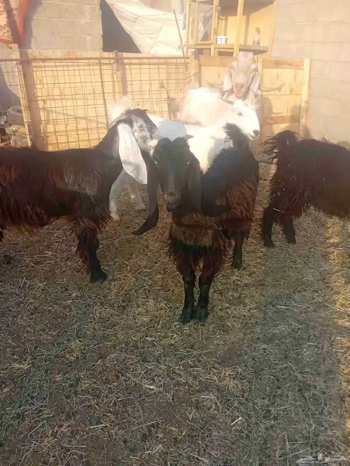 اجذعات للبيع 6