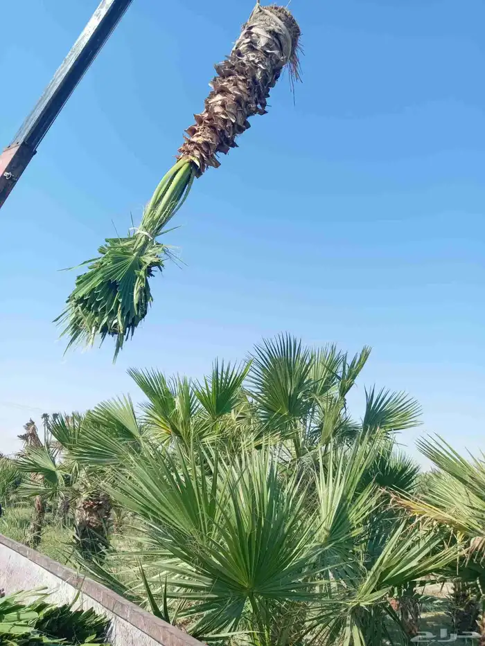 ابوياسين لبيع جميع انواع النخيل البلدي والواشنطن والفسيل 2