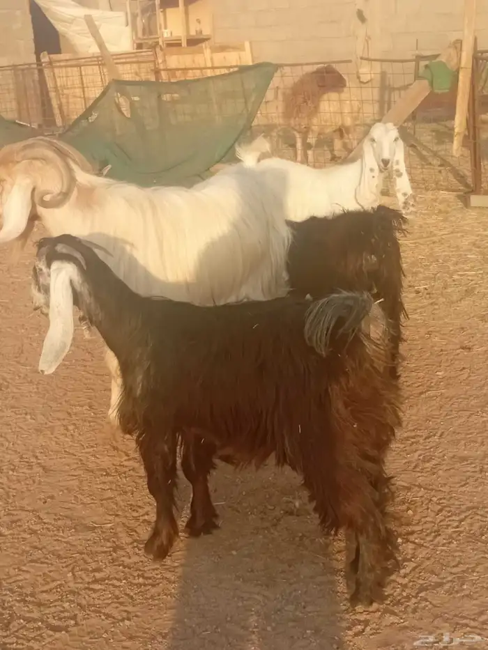 اجذعات للبيع 3