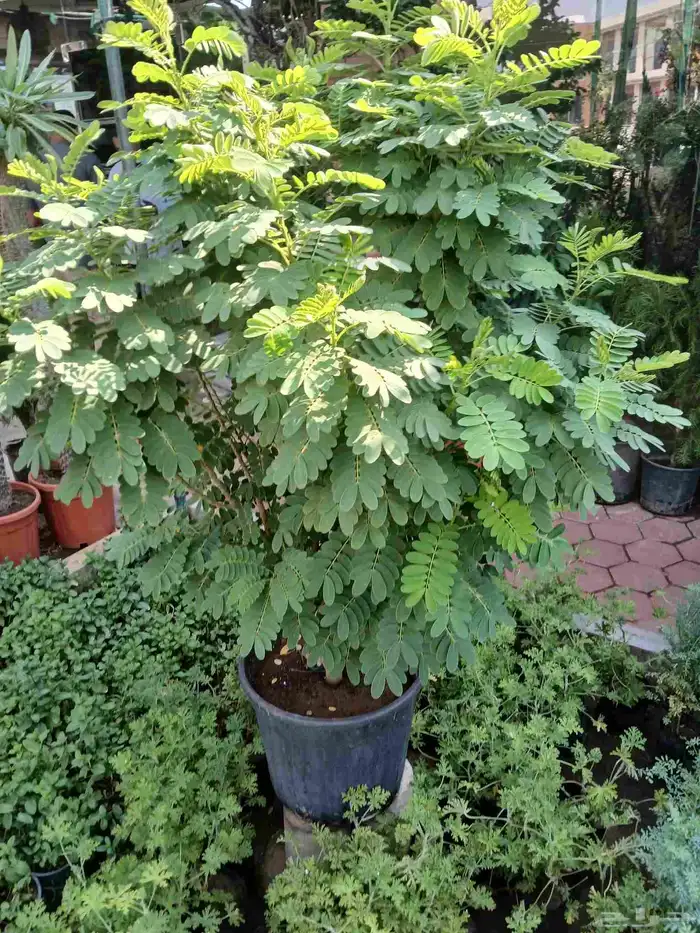 مشتل تنسيق حد ائق مؤسسه 0