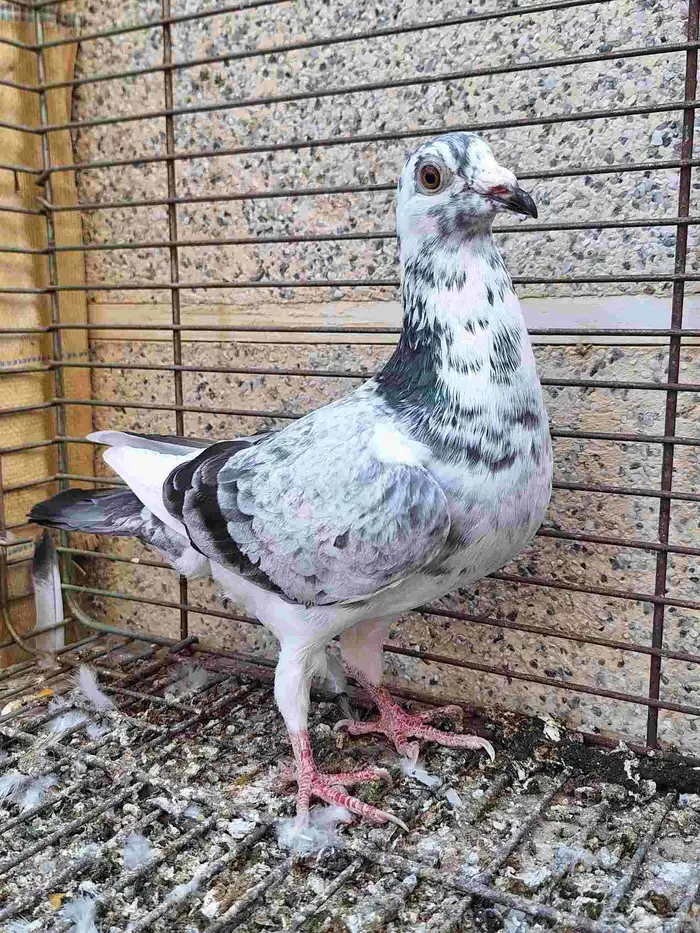 زواجل سباق 7