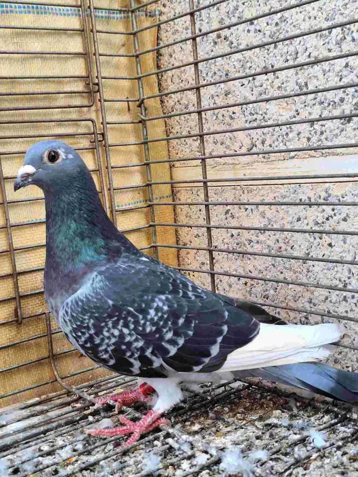 زواجل سباق 6